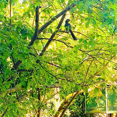 Gamagedara Resort Dambulla Exteriör bild