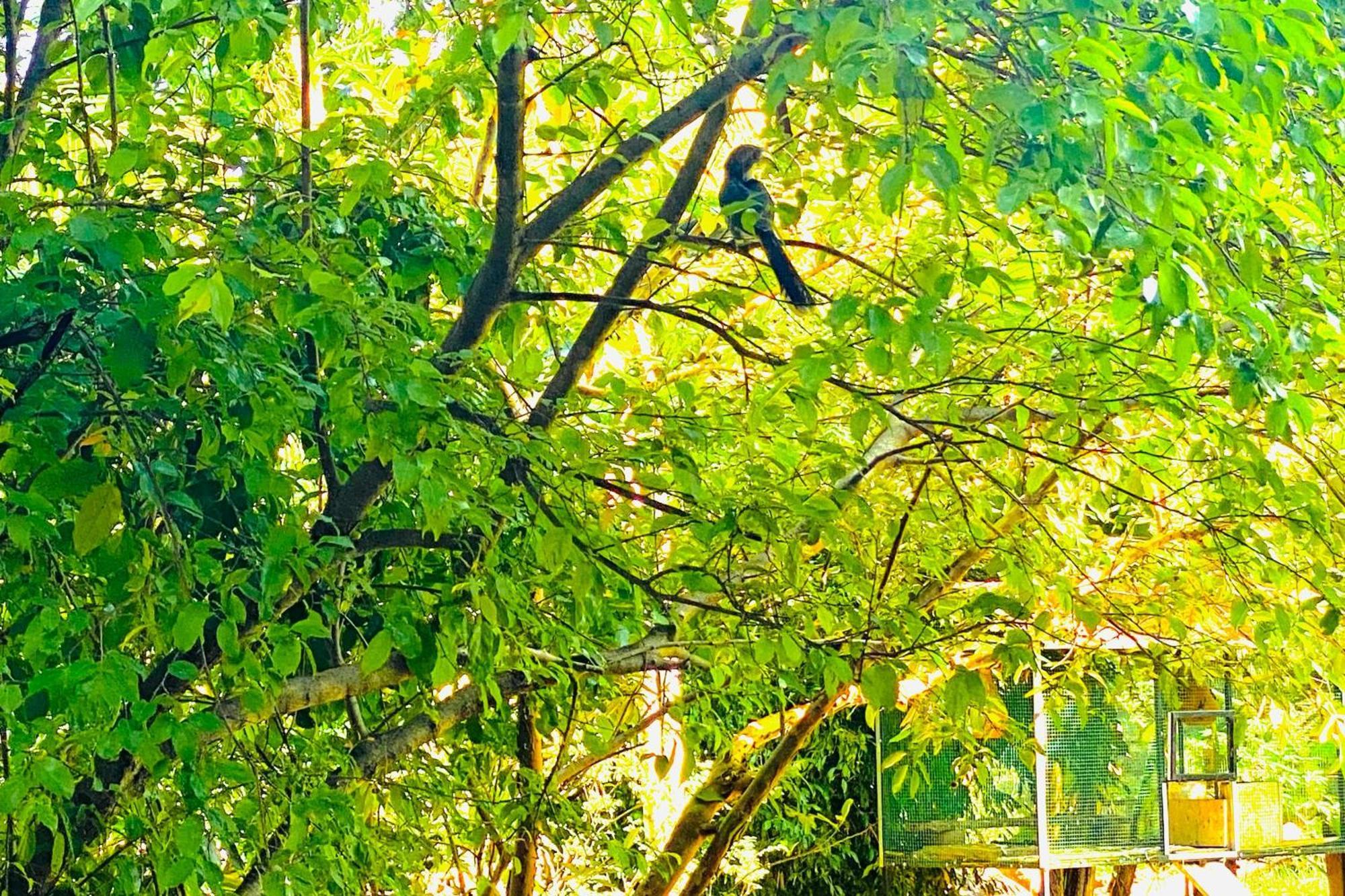 Gamagedara Resort Dambulla Exteriör bild